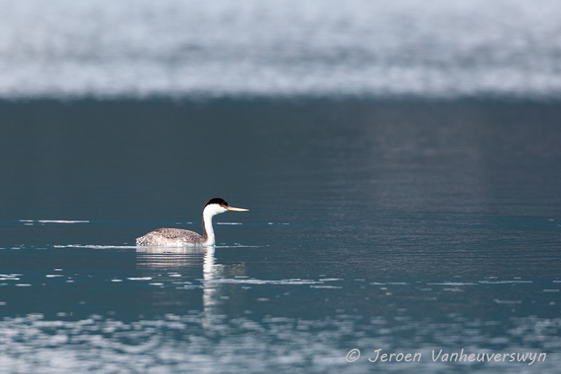 Western Grebe - ML175278681