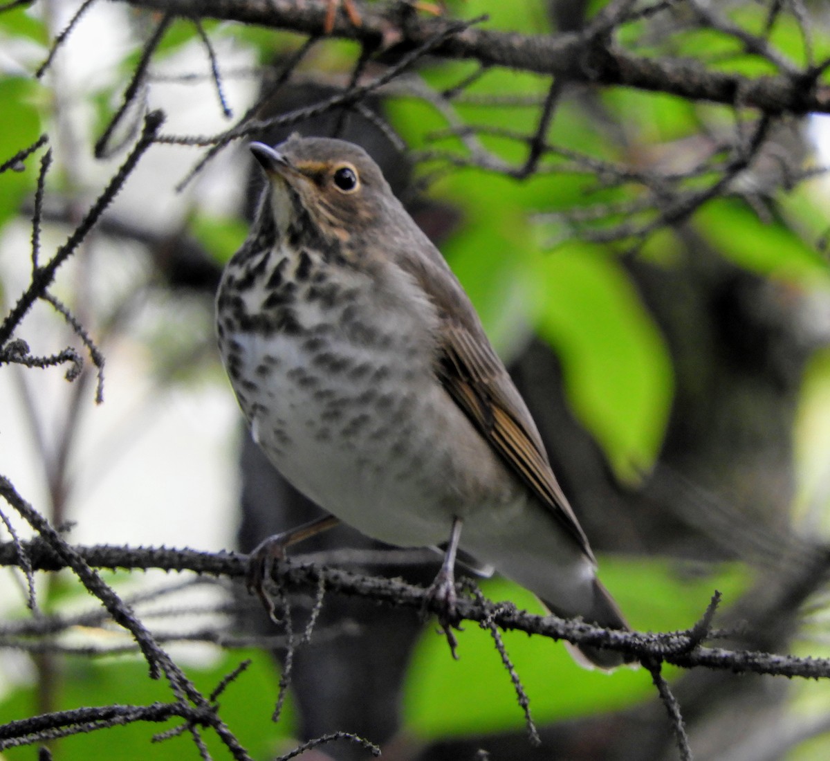 Hermit Thrush - ML175279371