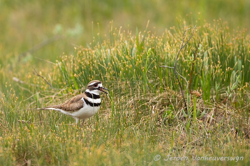 Killdeer - ML175279391
