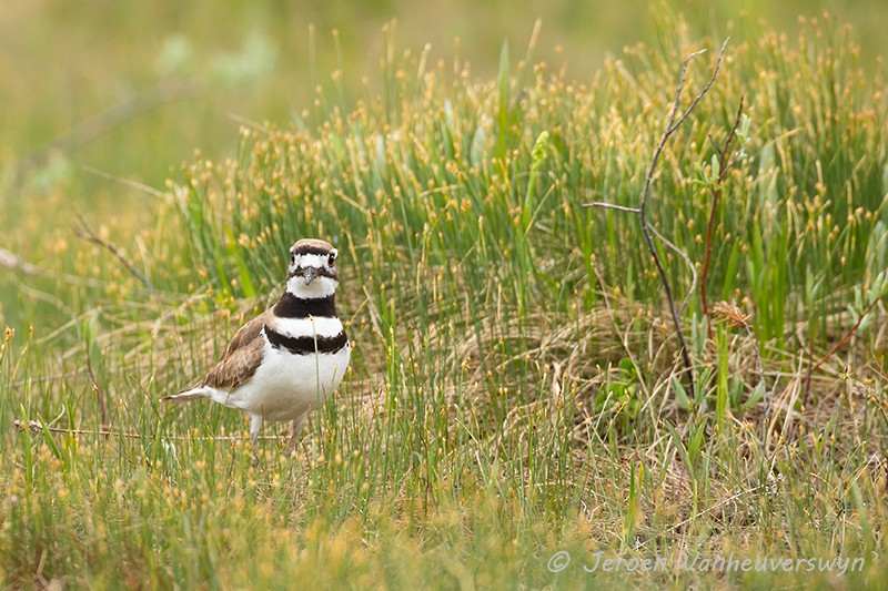 Killdeer - ML175279401