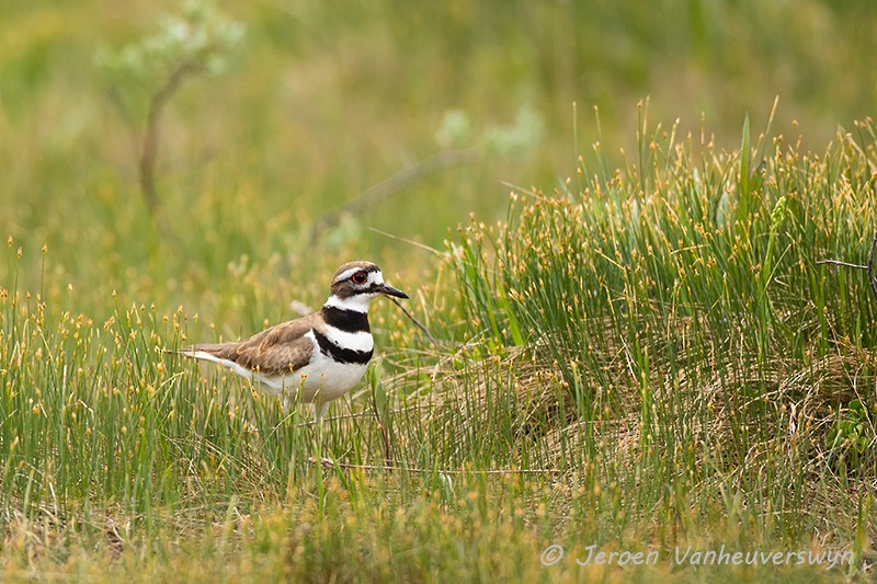 Killdeer - ML175279411