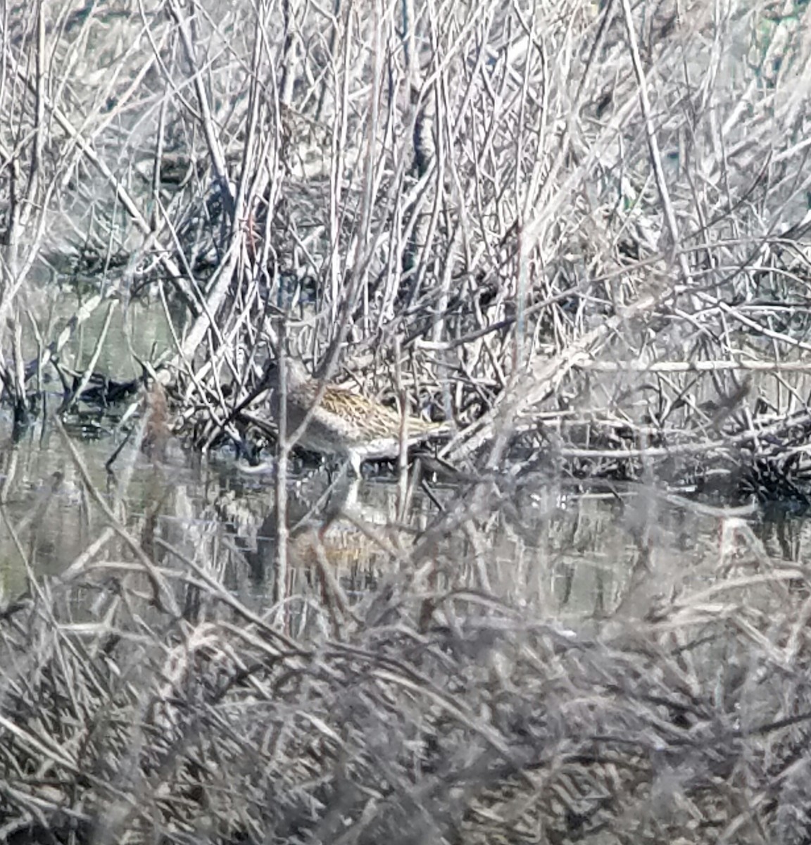 eBird Checklist - 28 Aug 2019 - Smith and Bybee Lakes Wetlands Natural ...