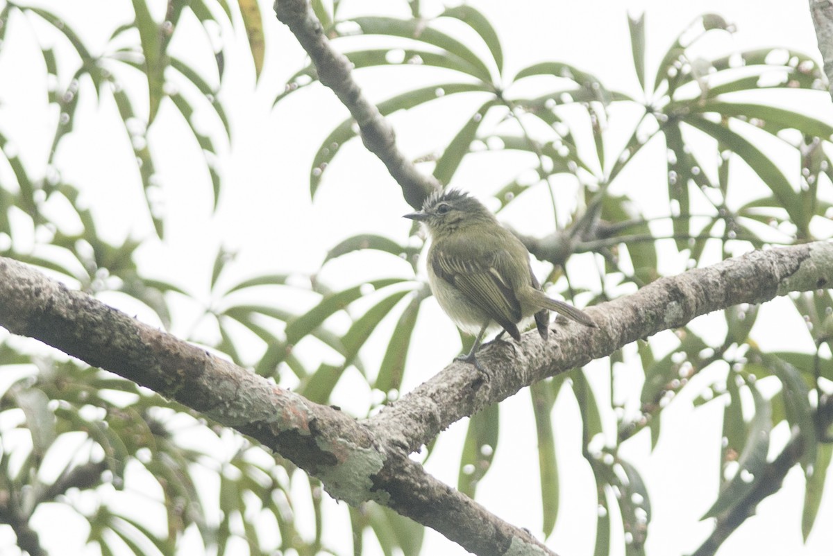 Gray-crowned Flatbill - ML175279861