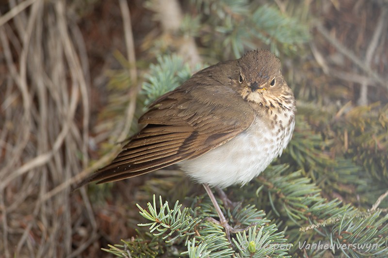 Swainson's Thrush (Olive-backed) - Jeroen Vanheuverswyn