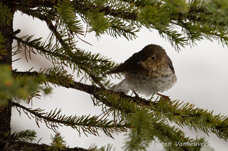 Swainson's Thrush (Olive-backed) - ML175279931