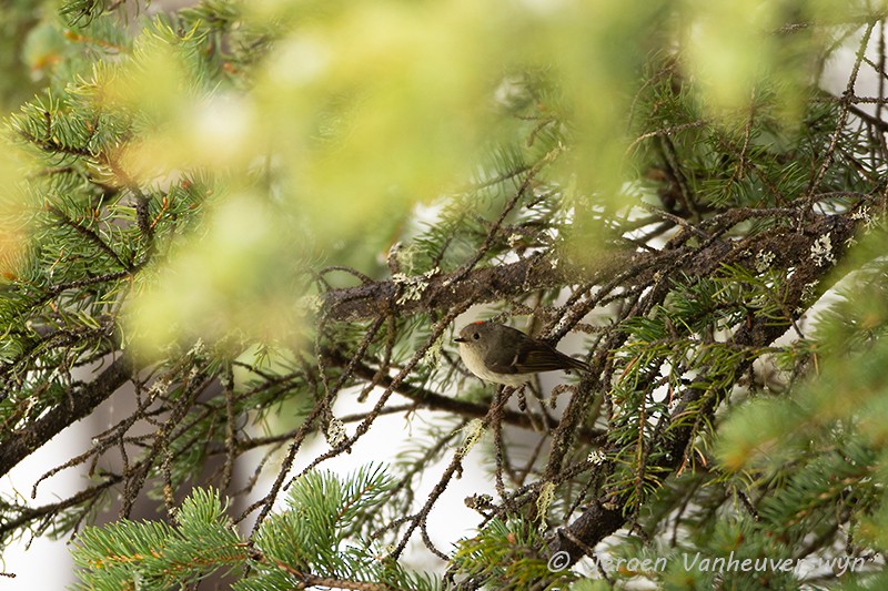 Ruby-crowned Kinglet - ML175280031