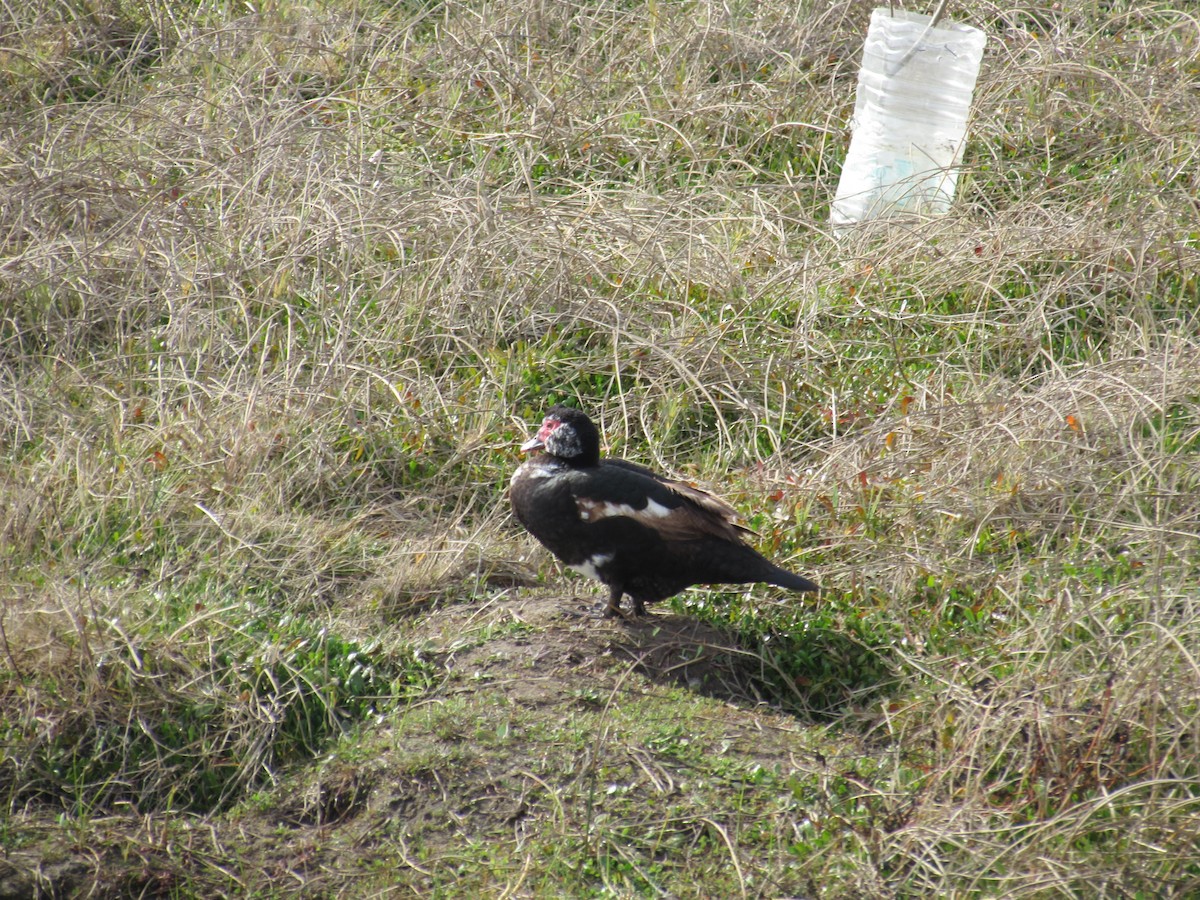 Muscovy Duck (Domestic type) - ML175280401