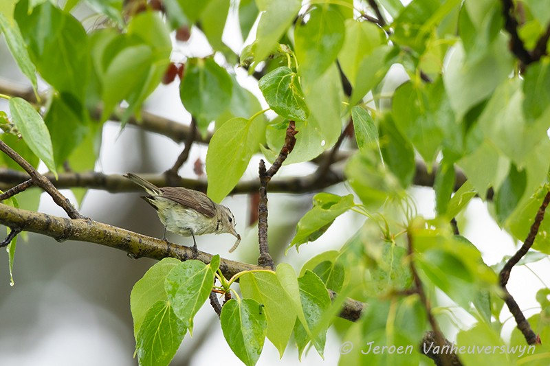 Western Warbling Vireo - ML175280451