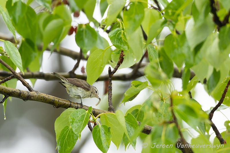 Warbling Vireo (Western) - ML175280451