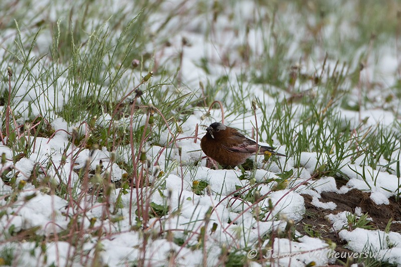 Gray-crowned Rosy-Finch (Gray-crowned) - ML175280621