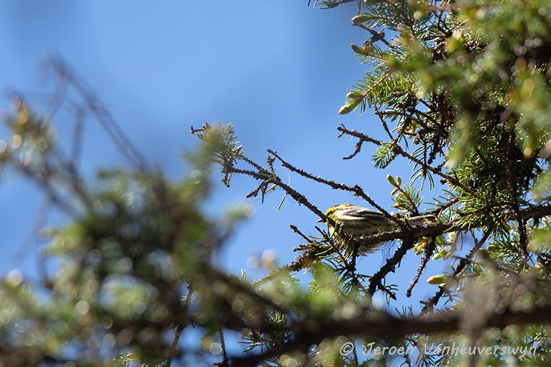 Townsend's Warbler - ML175280761