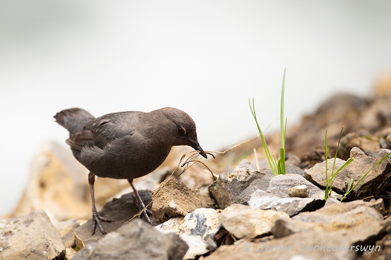 American Dipper - ML175280891