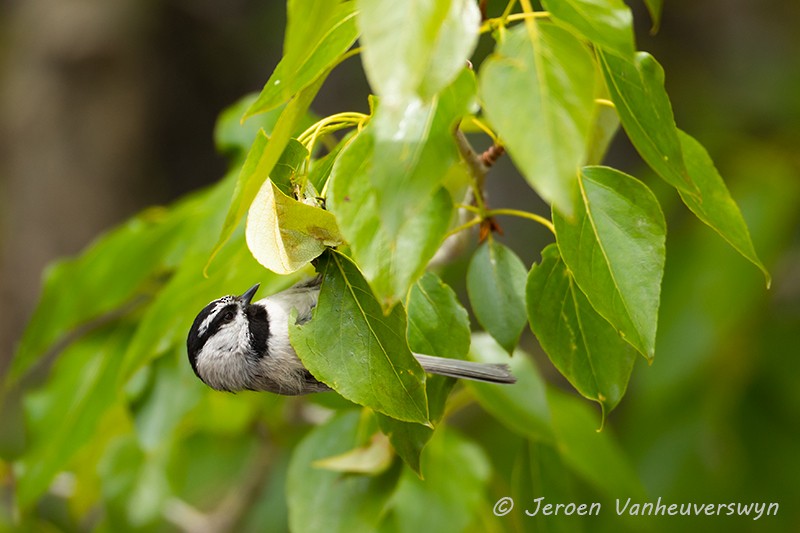 Mountain Chickadee - ML175281341