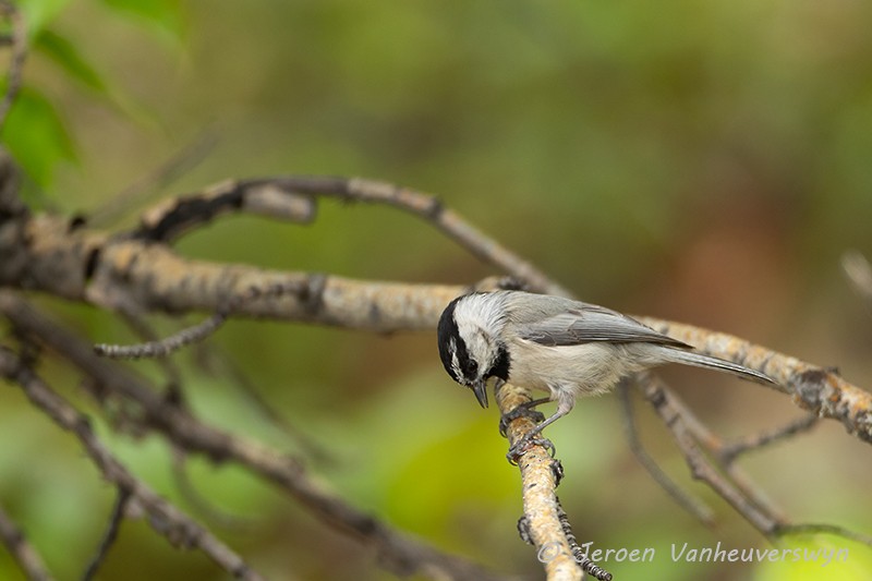 Mountain Chickadee - ML175281351