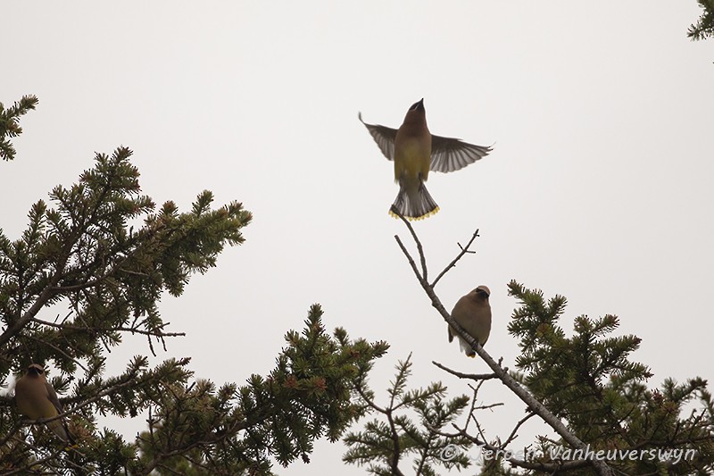 Cedar Waxwing - ML175281411