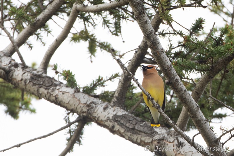 Cedar Waxwing - ML175281421