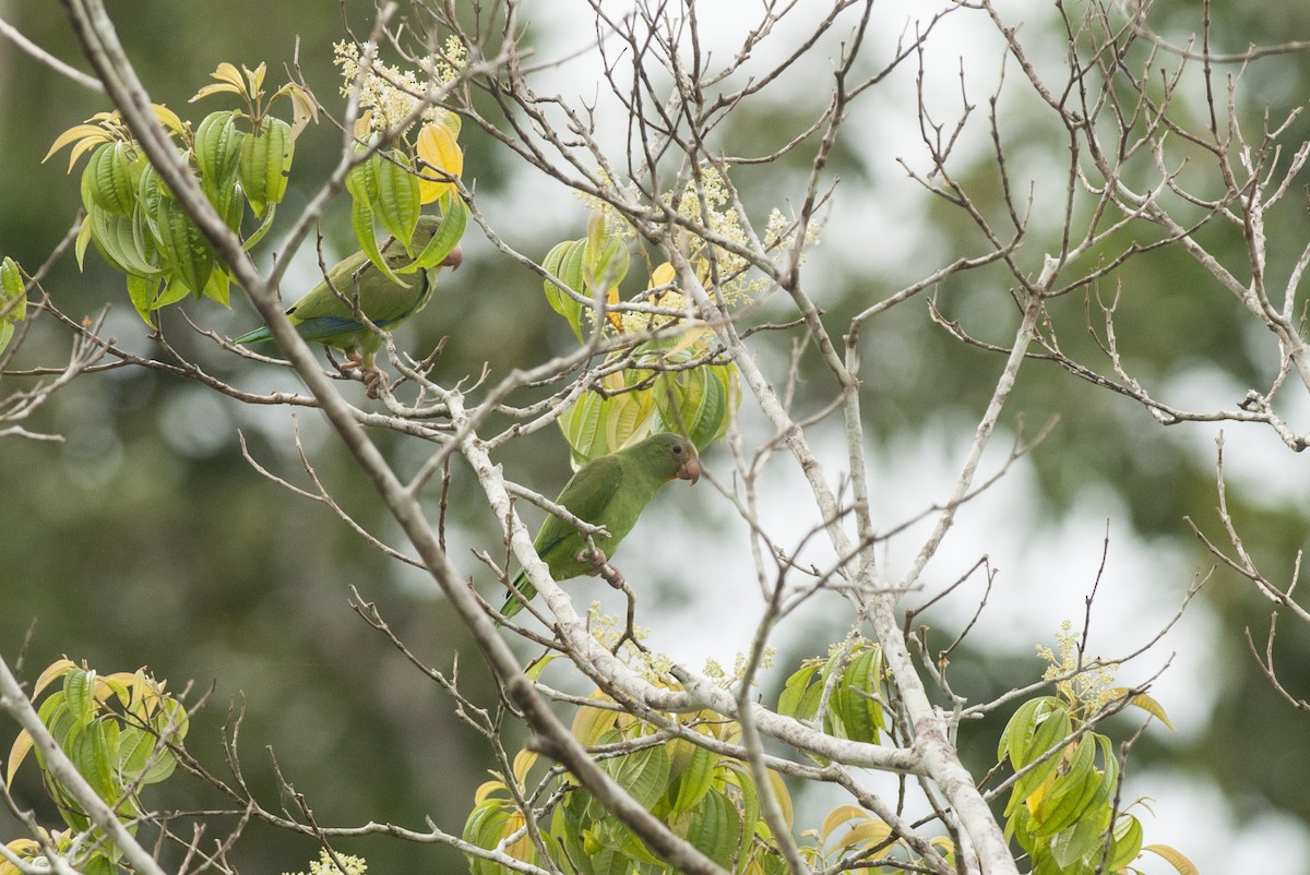 Cobalt-winged Parakeet - Giselle Mangini