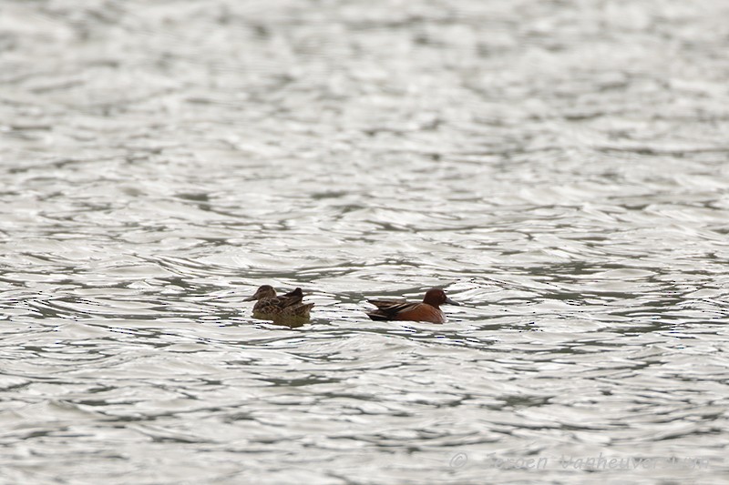 Cinnamon Teal - ML175281461