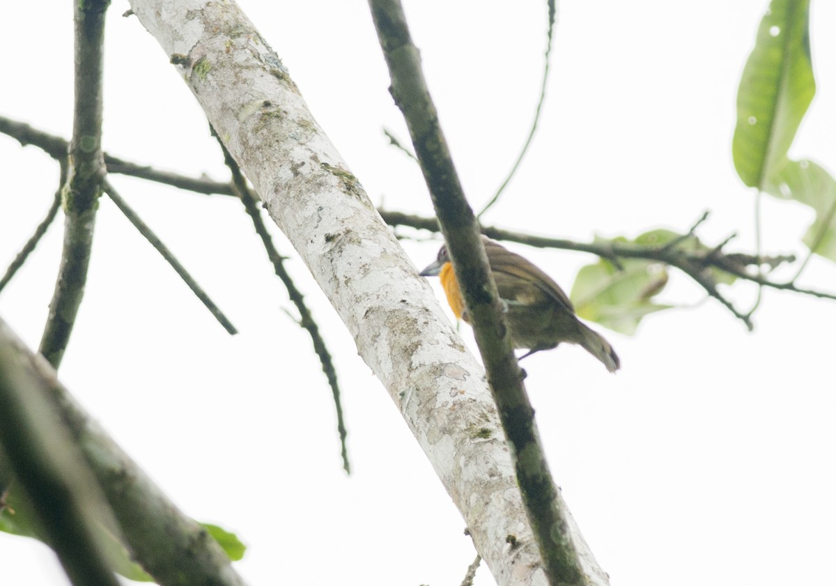 Scarlet-crowned Barbet - ML175281471