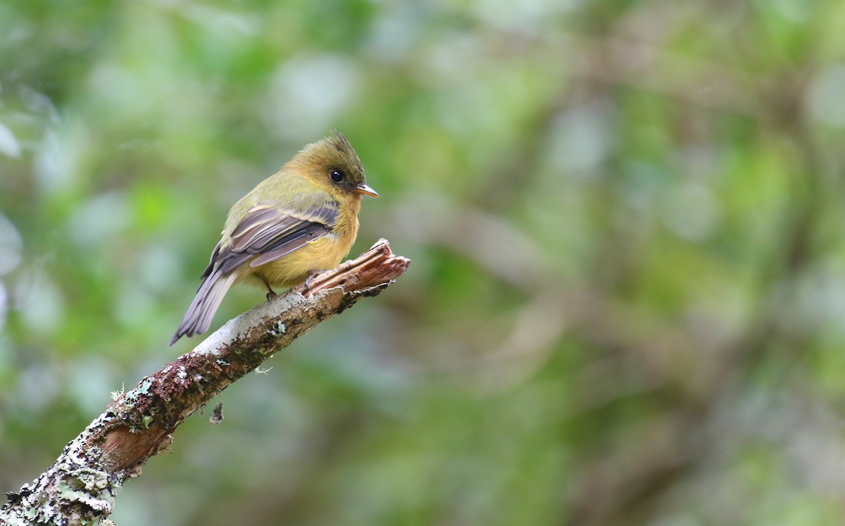 Tufted Flycatcher - ML175281501