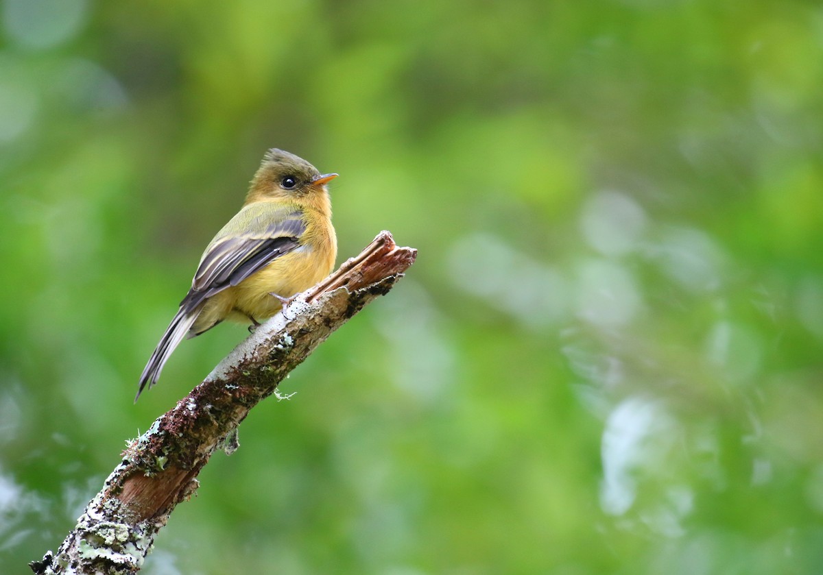 Tufted Flycatcher - ML175281511