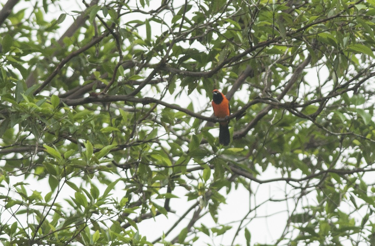 Orange-backed Troupial - ML175281611