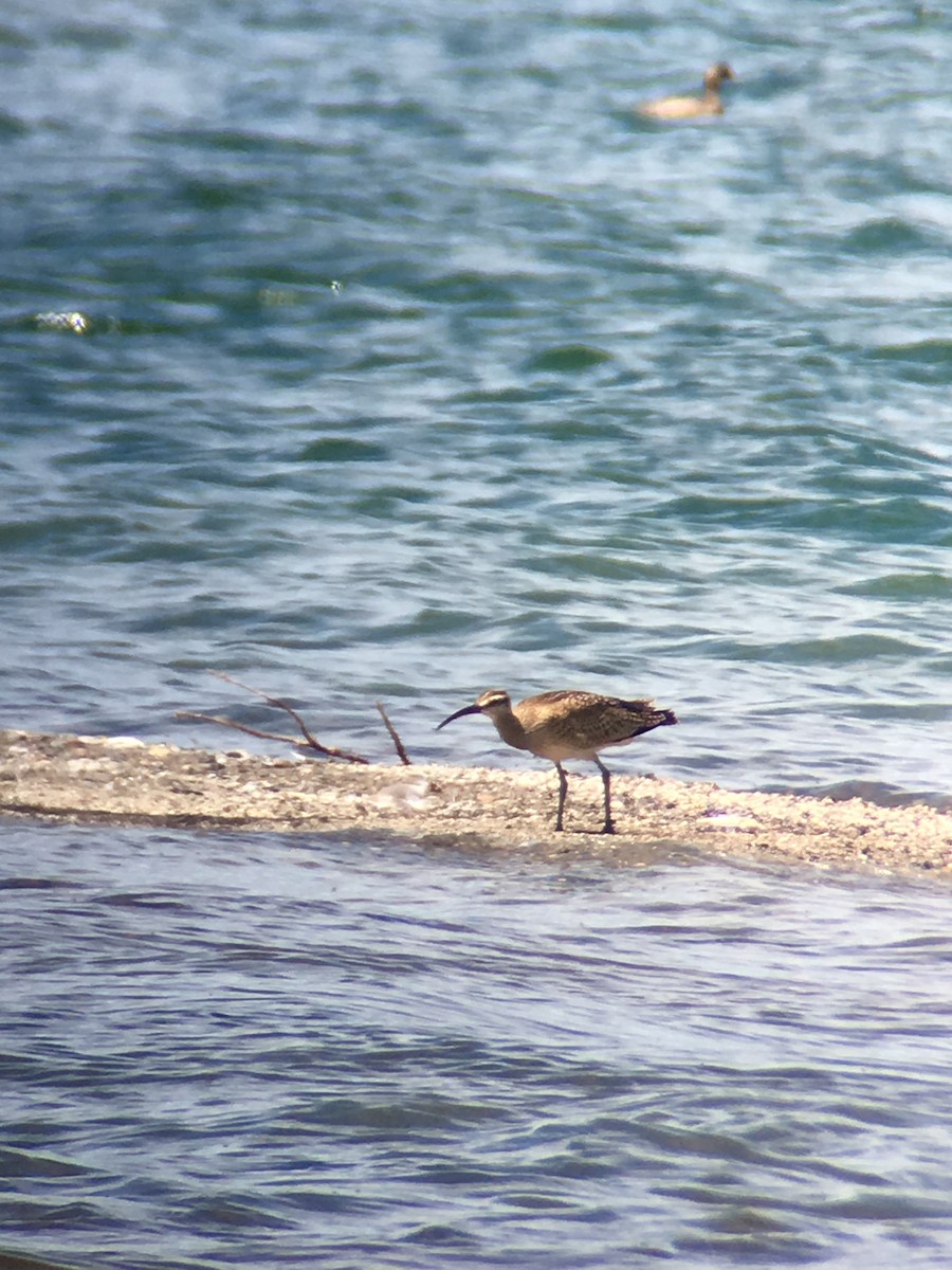 Whimbrel - ML175282041