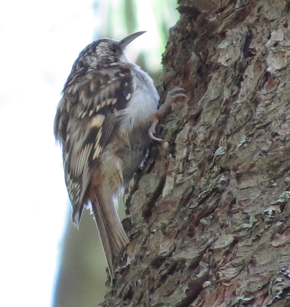 Brown Creeper - ML175282191