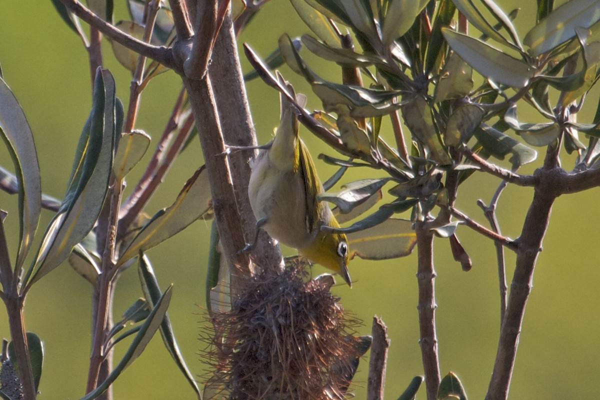 Silvereye - Ron Shrieves