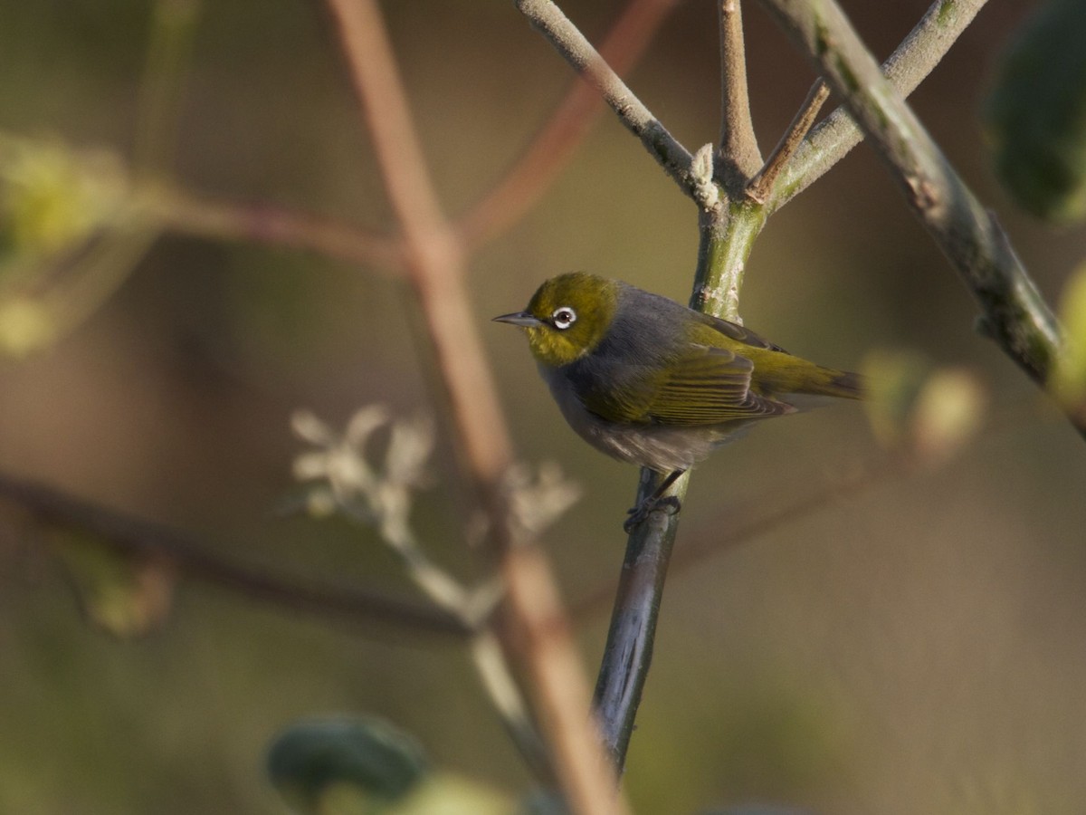 Silvereye - Ron Shrieves