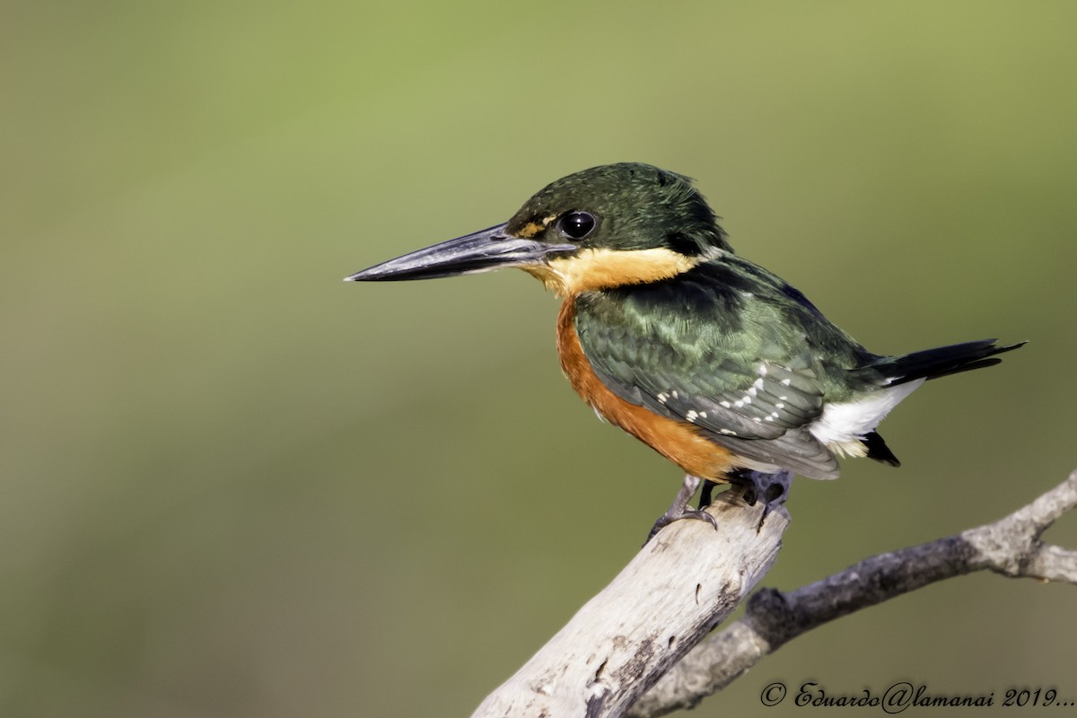 American Pygmy Kingfisher - Jorge Eduardo Ruano