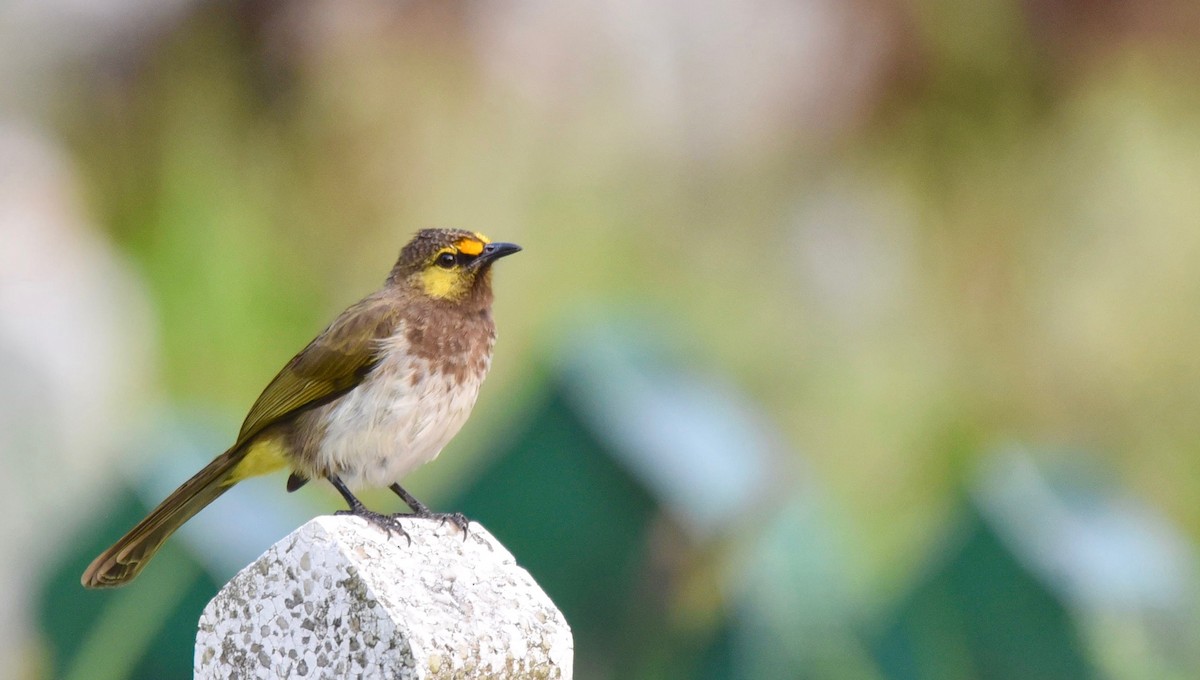 Orange-spotted Bulbul - A S