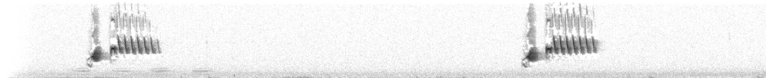 Тауї плямистий - ML175287241