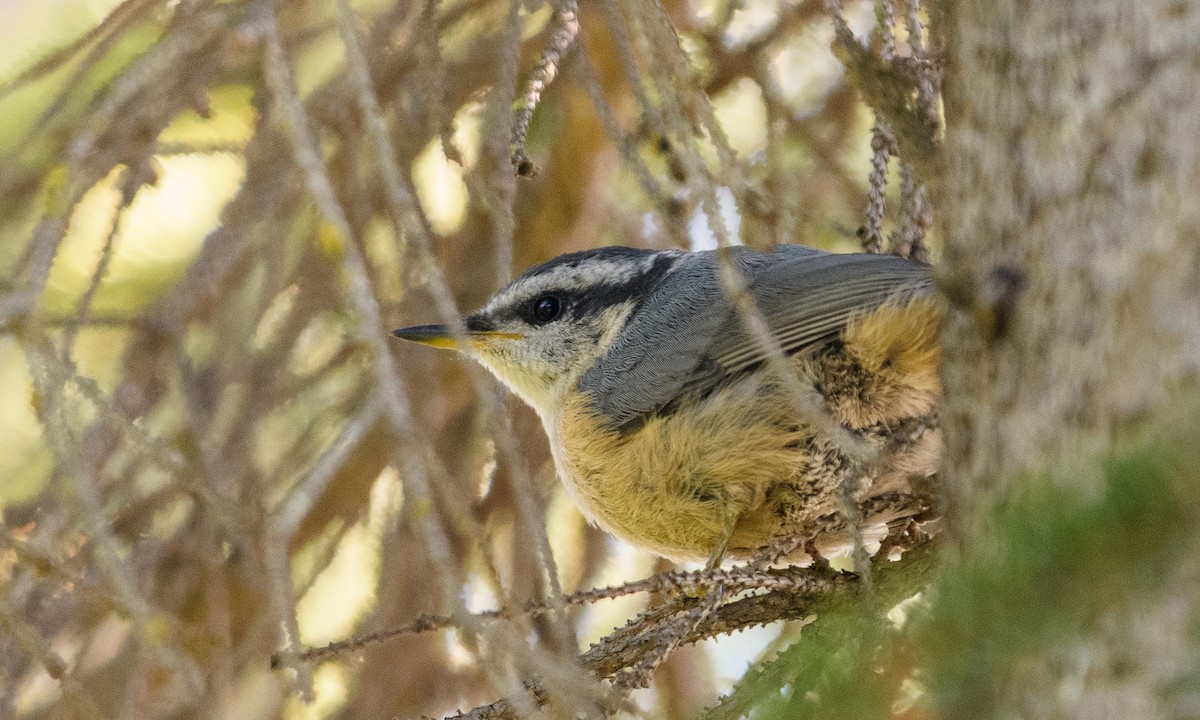 Red-breasted Nuthatch - ML175287621