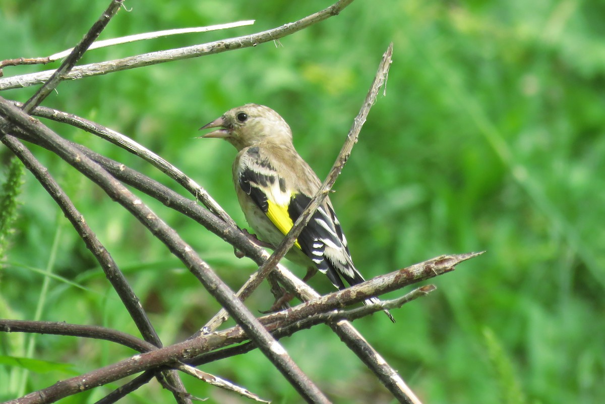 European Goldfinch - ML175287941