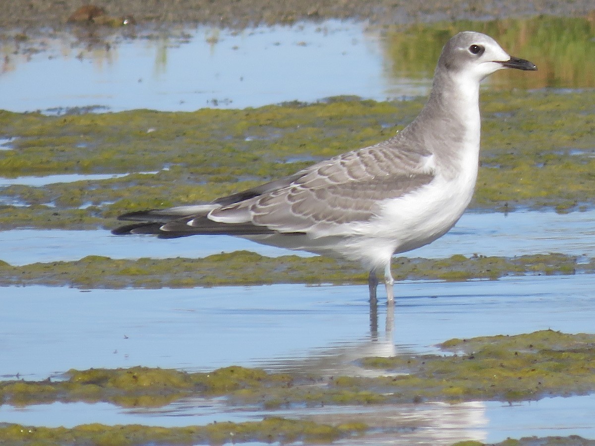 Sabine's Gull - Bryant Olsen