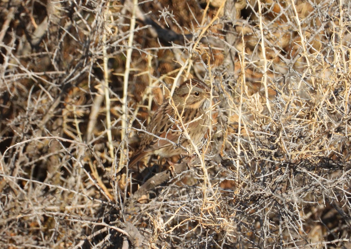 Lincoln's Sparrow - ML175288261