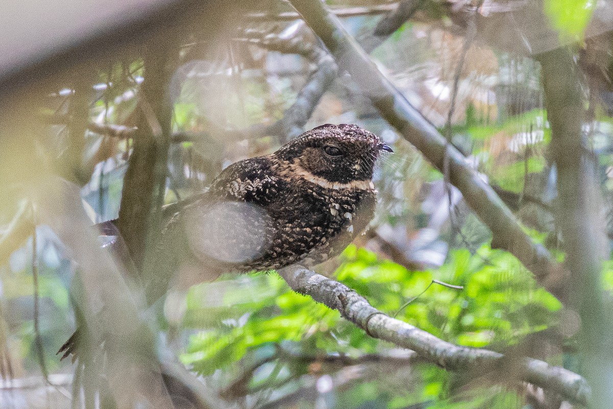 Silky-tailed Nightjar - ML175289021