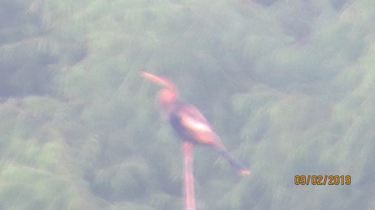 anhinga americká - ML175290321