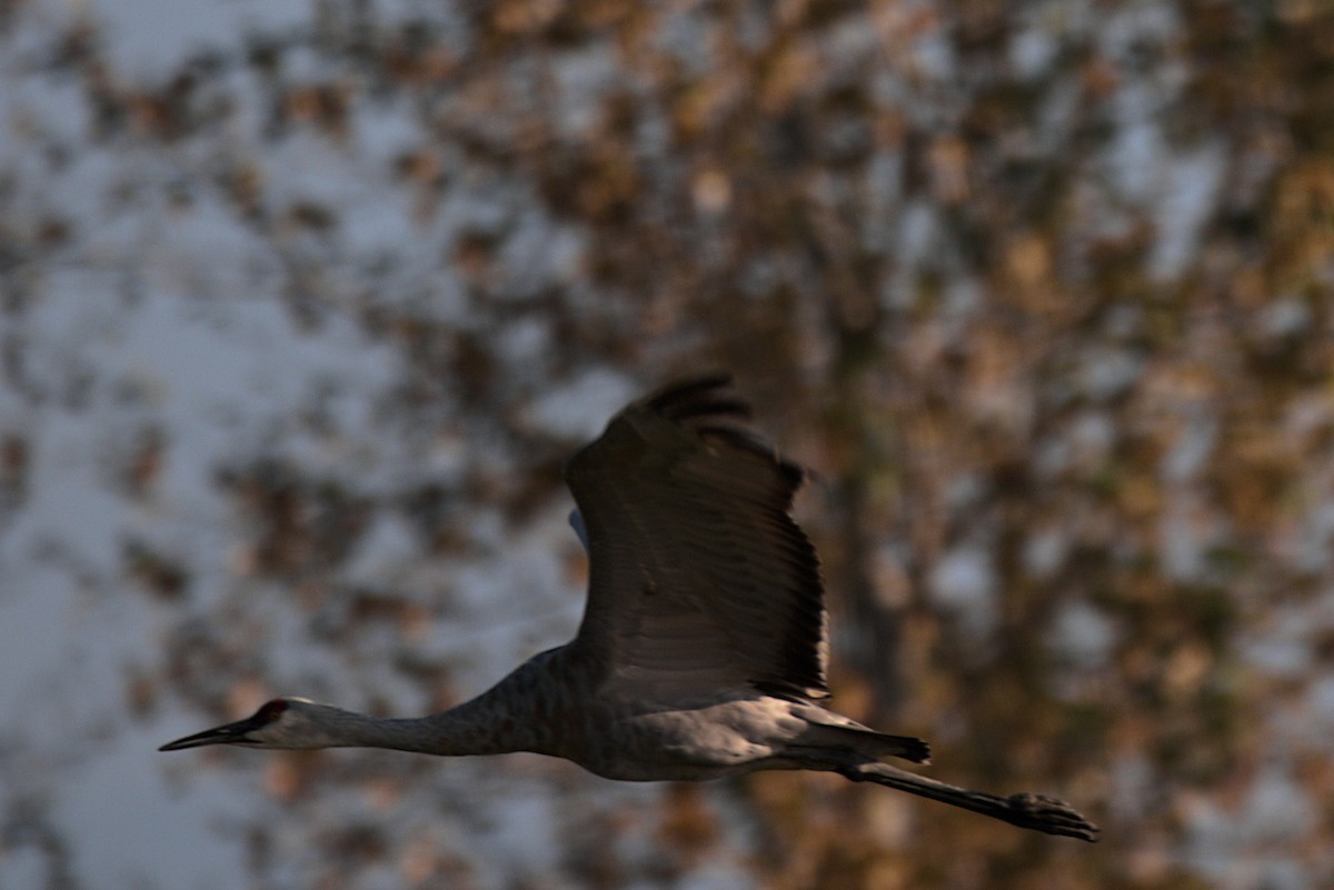 Sandhill Crane - ML175291651