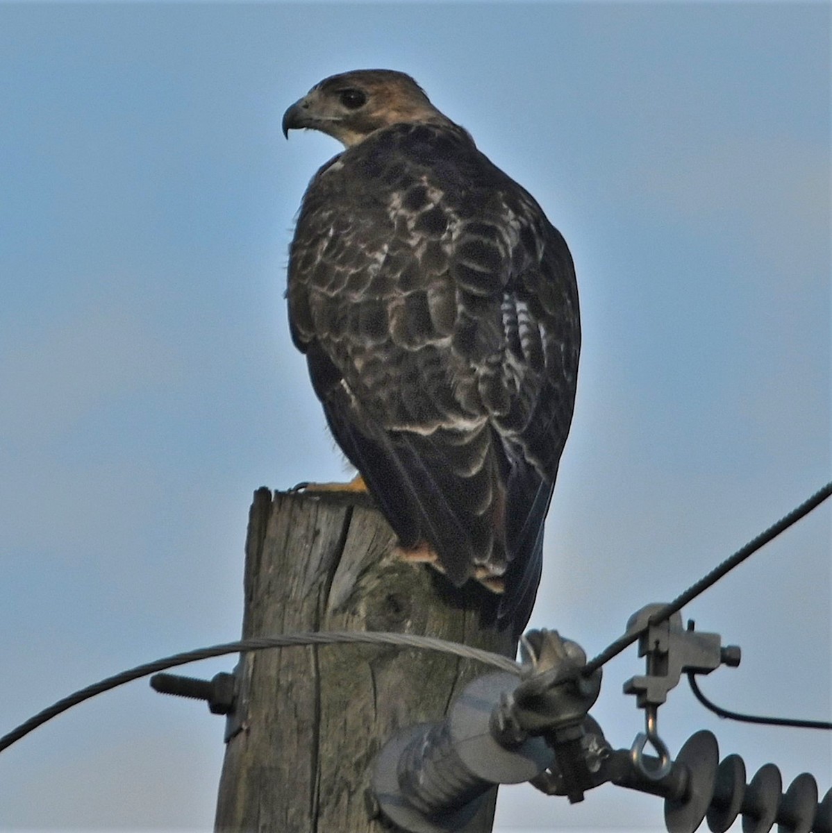 Red-tailed Hawk - ML175291671