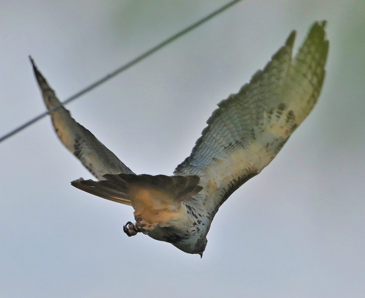 Red-tailed Hawk - ML175291681