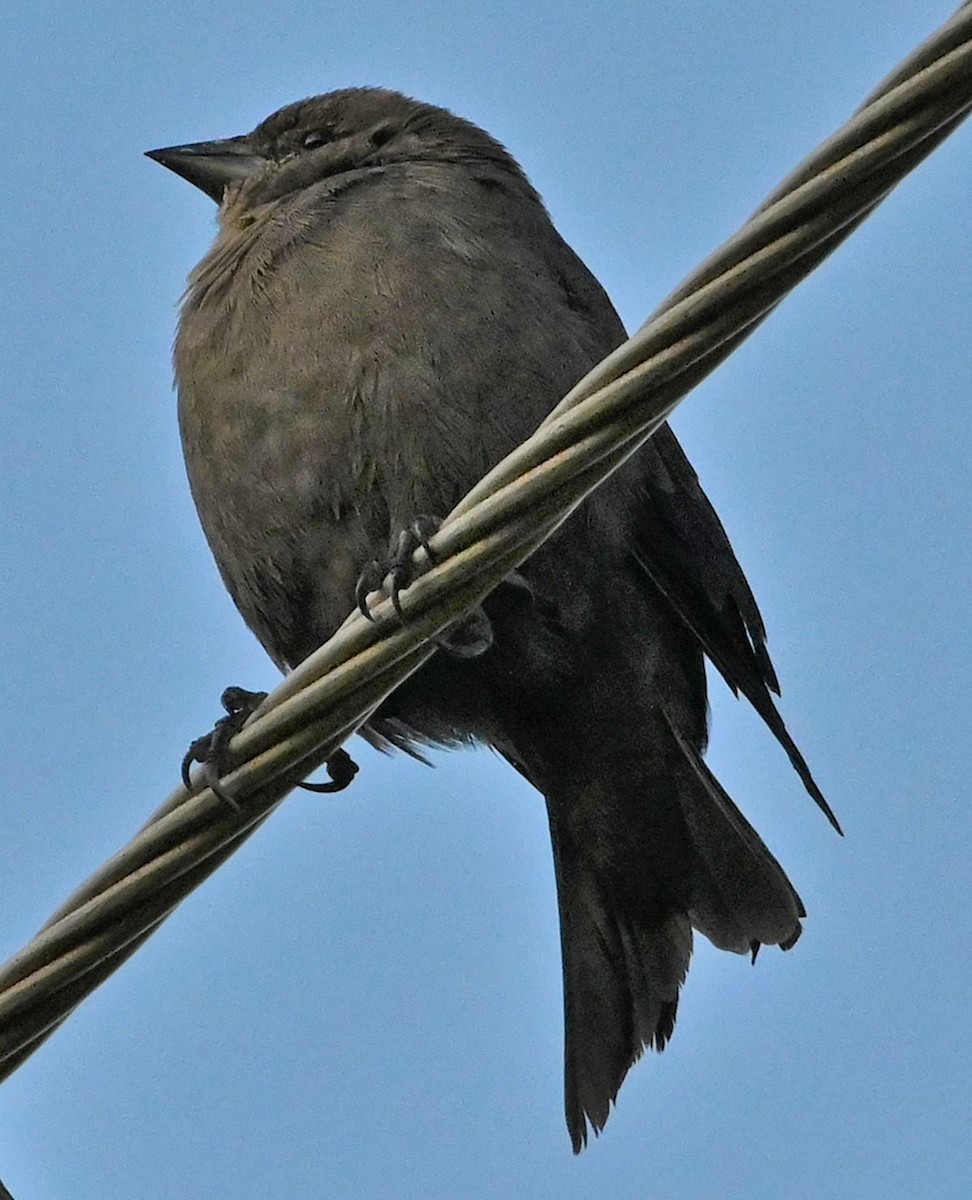 Brown-headed Cowbird - ML175291831