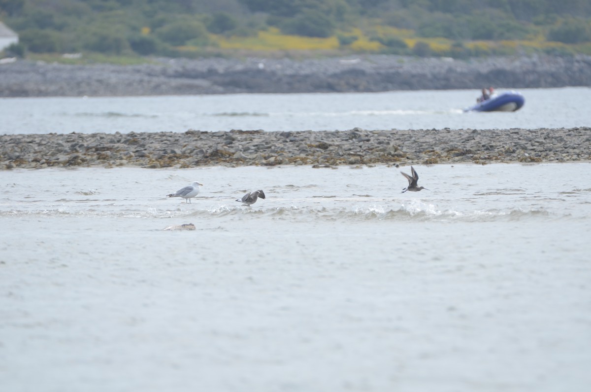 Hudsonian Godwit - ML175295911