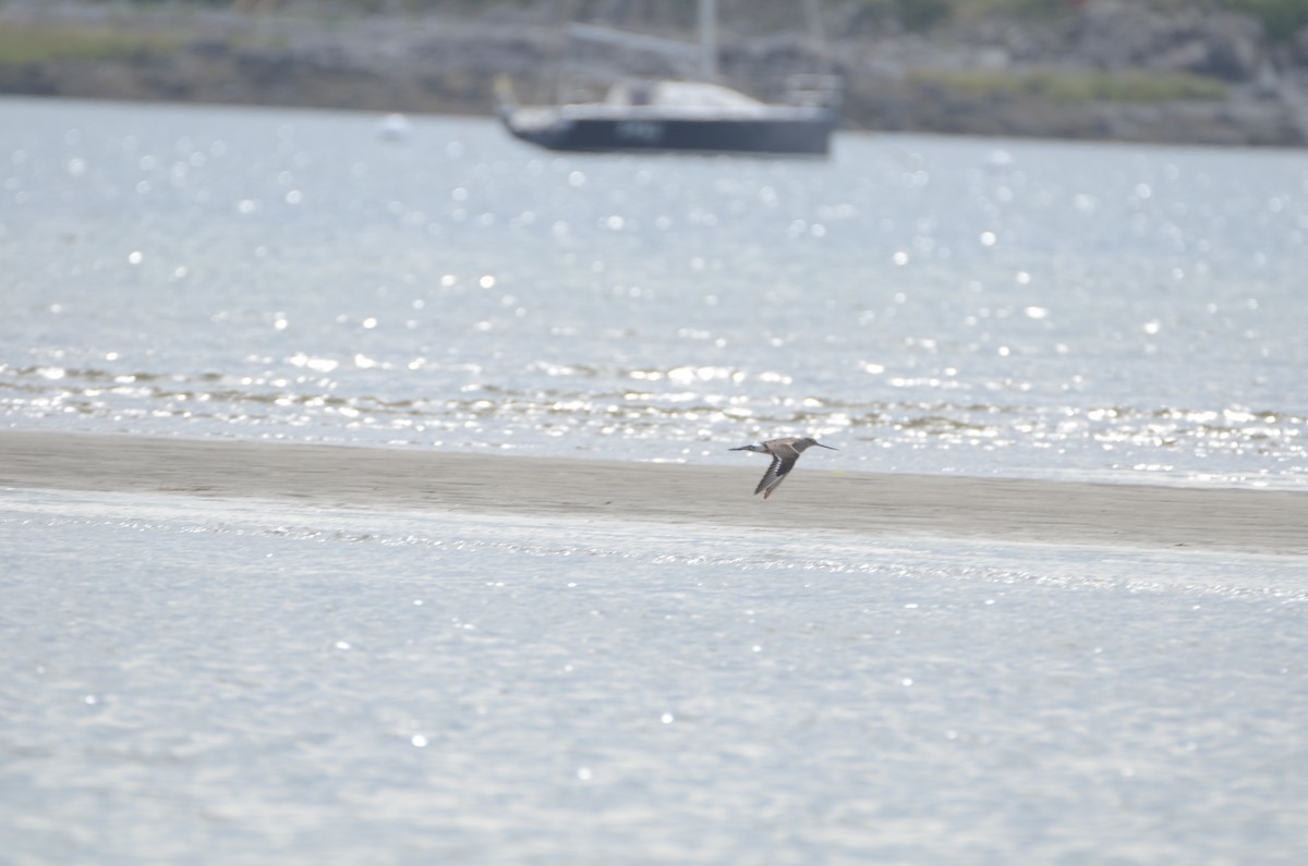 Hudsonian Godwit - ML175295951