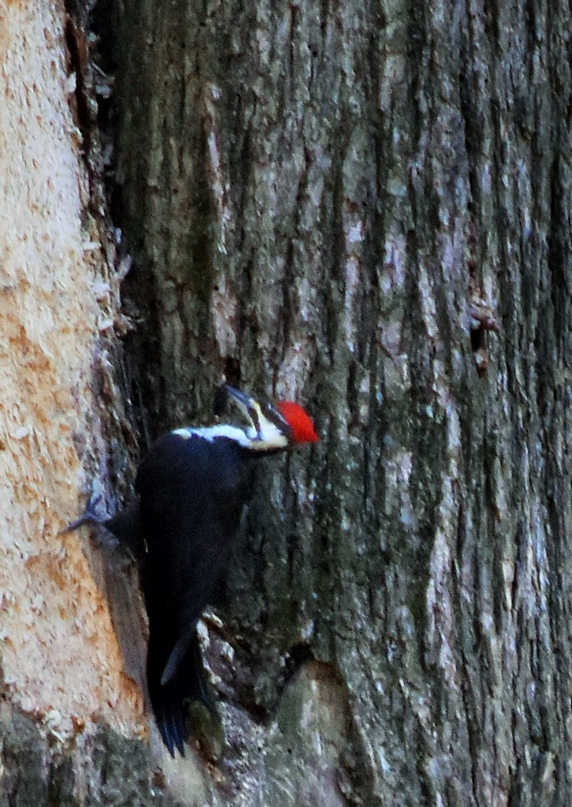 Pileated Woodpecker - ML175297671