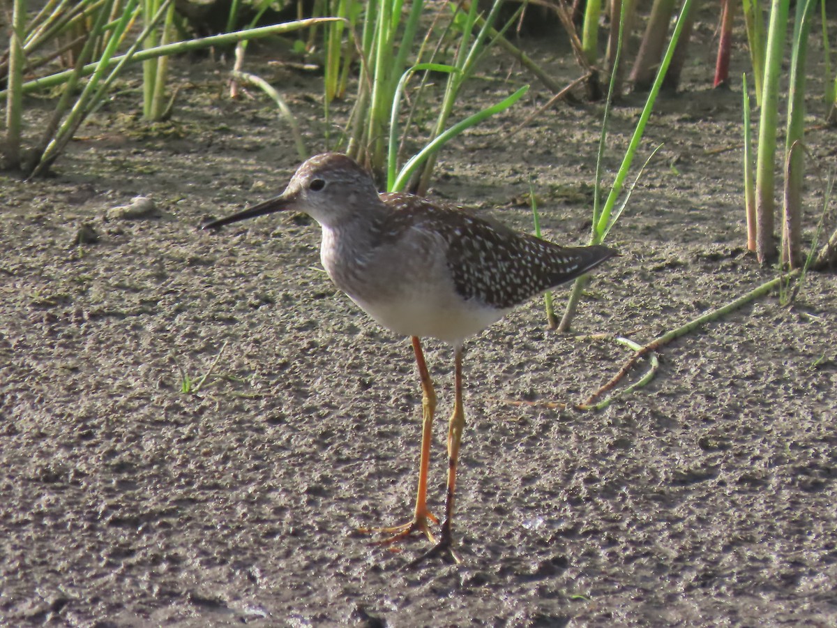 Lesser Yellowlegs - ML175299461