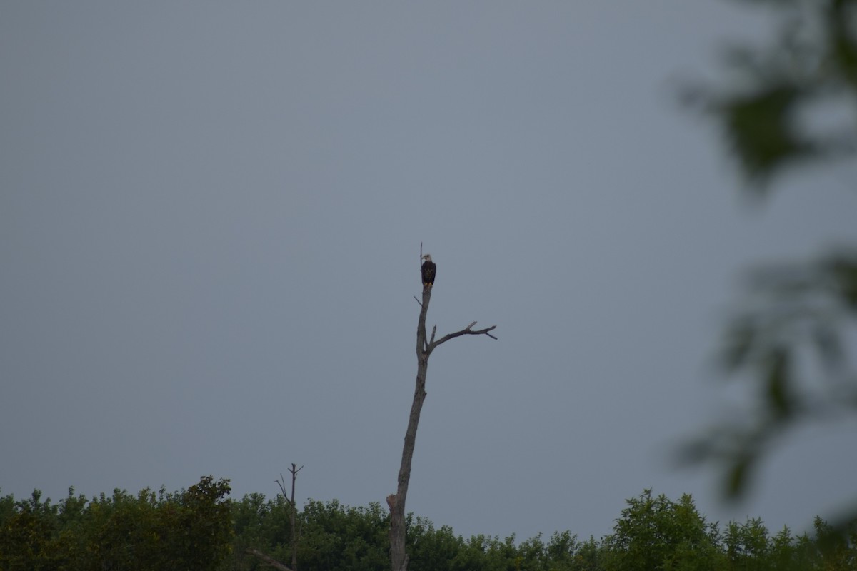 Bald Eagle - ML175299901