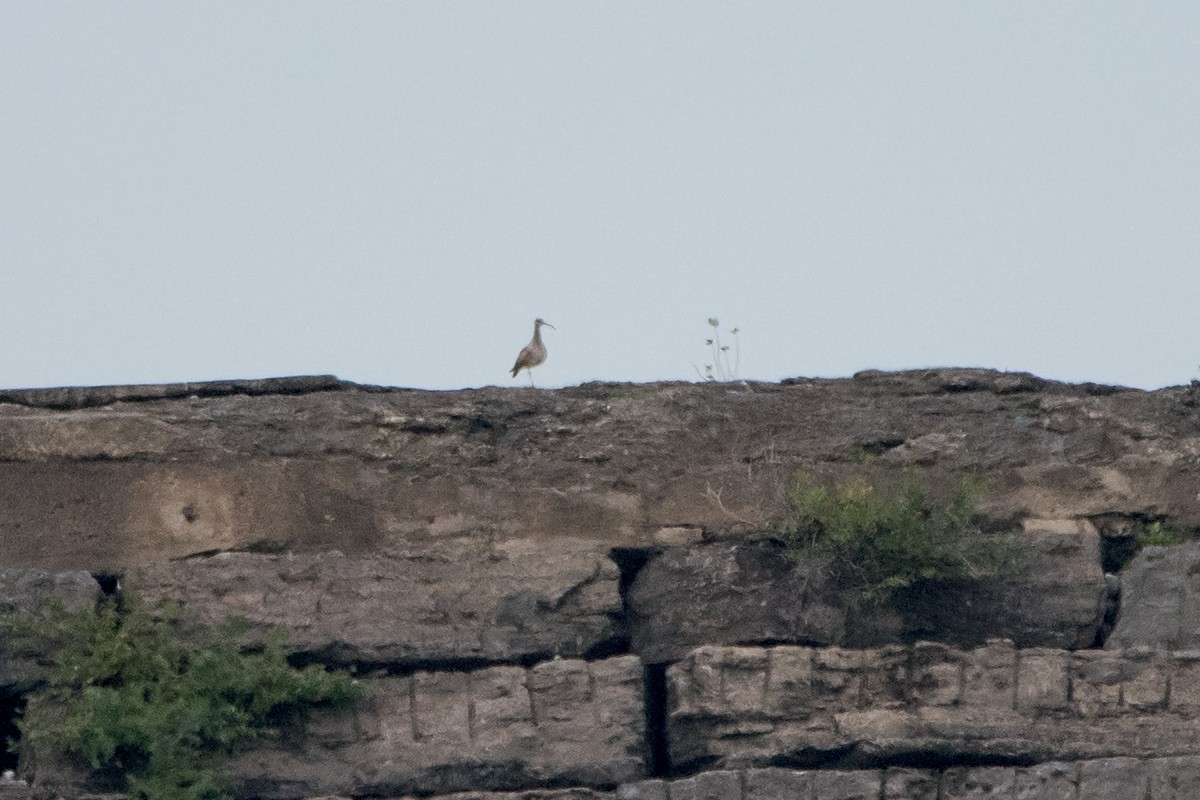 Hudsonian Whimbrel - Sue Barth