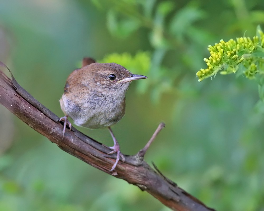 House Wren - ML175302981